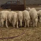 طليان ورخال شعره بيضاء وطرف كفو من تحت امهاته شي كفو