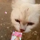 قط ضال - ضايع