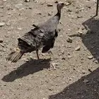 للبيع دجاج رومي