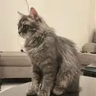 قطط لتبني