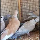 للبيع ازواج قمري هولندي منتج ومشروط والوان مطلوبه