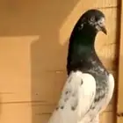 حمام باكستاني تيدي