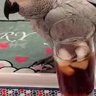 ببغاء كاسكو للبيع