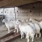 رخال صنف مقنى