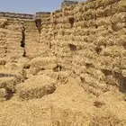تبن قمح حنطه للبيع