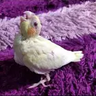 فرخ كروان لاتينو