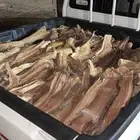 ح ط ب للبيع سمر شرط