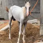 خيل للبيع ما يعيبه شيء. تعال و شوف