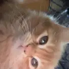 قطط للتبني