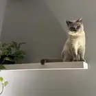 قط للتبني
