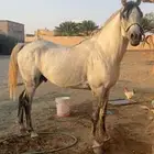 حصان شعبي كفو