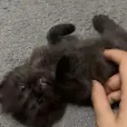 قطط تبني
