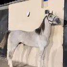 حصان للبيع طرب