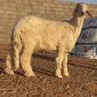 خروف نجدي(عيسي)مشروع فحل