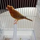 كنار سوري تغريد