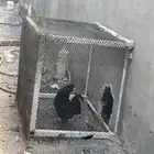 للبيع دجاج إندونيسي بياض شرط من أم آب إندونيسي