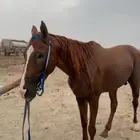 حصان انقليزي
