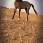 مهر عربي عمره سنه وخمس شهور