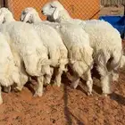 طليان حرية جبره عمارها 7 شهور