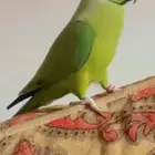 طير بغبغان درة ضايع