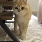 قطه سكوتش استريت معقمه