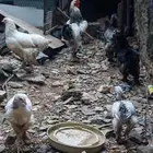 دجاج براهما