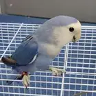 طيور روز للبيع