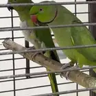 ببغا ذكر وانثى الدره