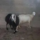 ضان مضاريع