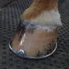 horse farrier
