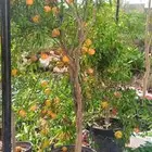 برتقال ابو صره برتقال يوسفي ليمو ابو زهيره ترنج احجام كبير