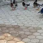 ذكور بط سوداني بصحه ممتاذه