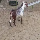 تيس محايلي للبيع