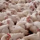 دجاج طازج وضبح يومي