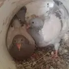 فروخ حمام فرنسي سوبر جامبو
