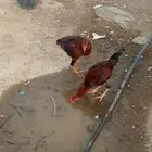 دجاج للبيع