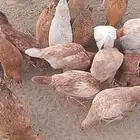 دجاج للبيع