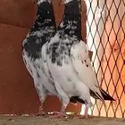 تم البيع للبيع