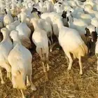 ضأن قرايب دفيع مراح واحد العدد 150 راس مضمونه مشروطه من اي ش