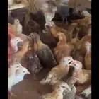 صوص بلدي عمر قريب شھرين السعر 7ريال