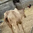 بقر بلدي للبيع