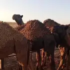 حشو للبيع العدد 11 سوم 5600 السعي على المشتري