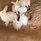 للبيع ارانب