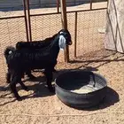 تيوس مخصاه