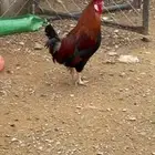 دجاج عربي اصيل