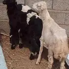 ثلاثه فران تربيه