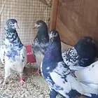 حمام باكستاني