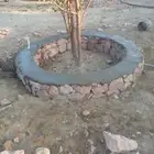 مباني حجر كبير وصغير ورا باريب قوائم معده