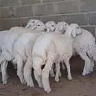 طليان حريه طيبه