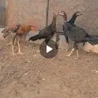 السلام عليكم ورحمه الله وبركاته النوع   فروخ باكستاني اصيل